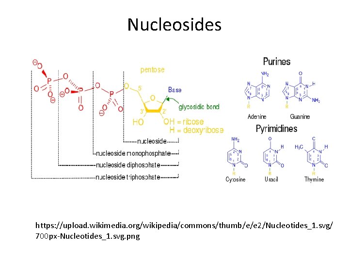 Nucleosides https: //upload. wikimedia. org/wikipedia/commons/thumb/e/e 2/Nucleotides_1. svg/ 700 px-Nucleotides_1. svg. png Nucleosides https: //upload. wikimedia. org/wikipedia/commons/thumb/e/e 2/Nucleotides_1. svg/ 700 px-Nucleotides_1. svg. png