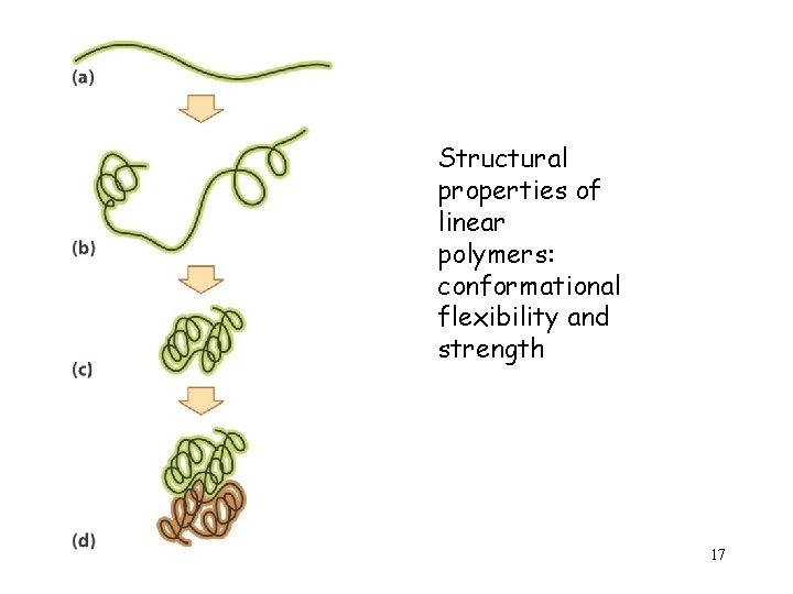 Structural properties of linear polymers: conformational flexibility and strength 17 