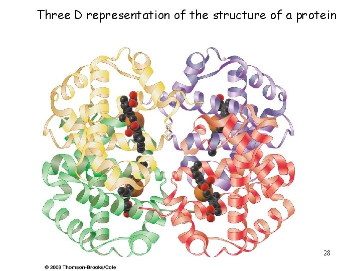 Three D representation of the structure of a protein 28 