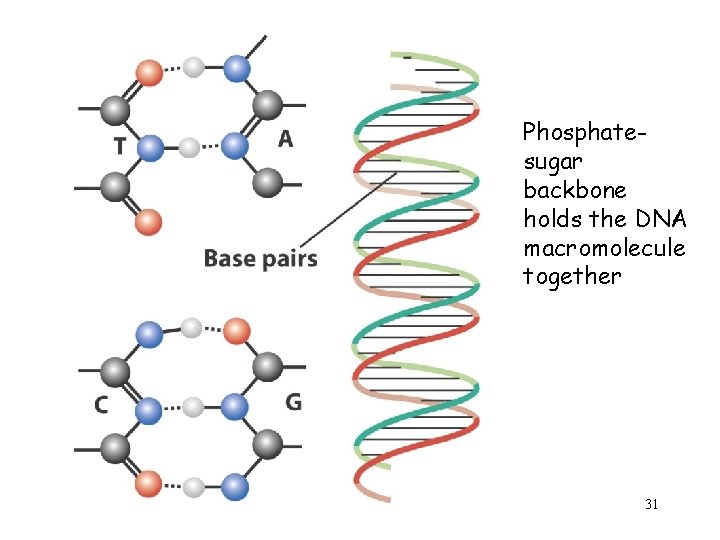 Phosphatesugar backbone holds the DNA macromolecule together 31 
