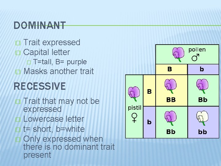 DOMINANT Trait expressed � Capital letter � � � T=tall, B= purple Masks another