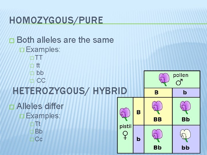 HOMOZYGOUS/PURE � Both alleles are the same � Examples: � TT � � �