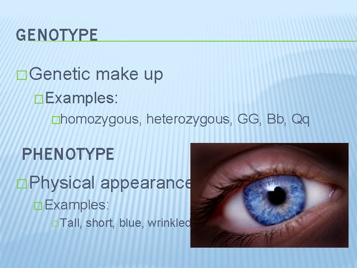 GENOTYPE � Genetic make up �Examples: �homozygous, heterozygous, GG, Bb, Qq PHENOTYPE � Physical