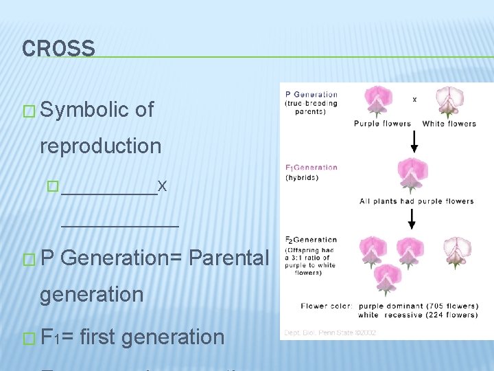 CROSS � Symbolic of reproduction � _____x ______ �P Generation= Parental generation � F