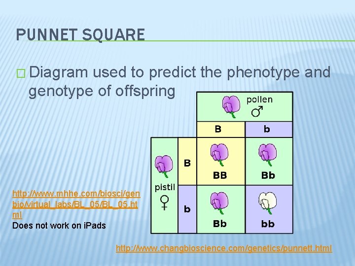 PUNNET SQUARE � Diagram used to predict the phenotype and genotype of offspring http: