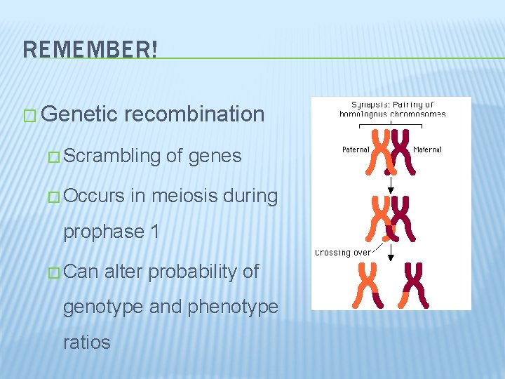 REMEMBER! � Genetic recombination � Scrambling � Occurs of genes in meiosis during prophase