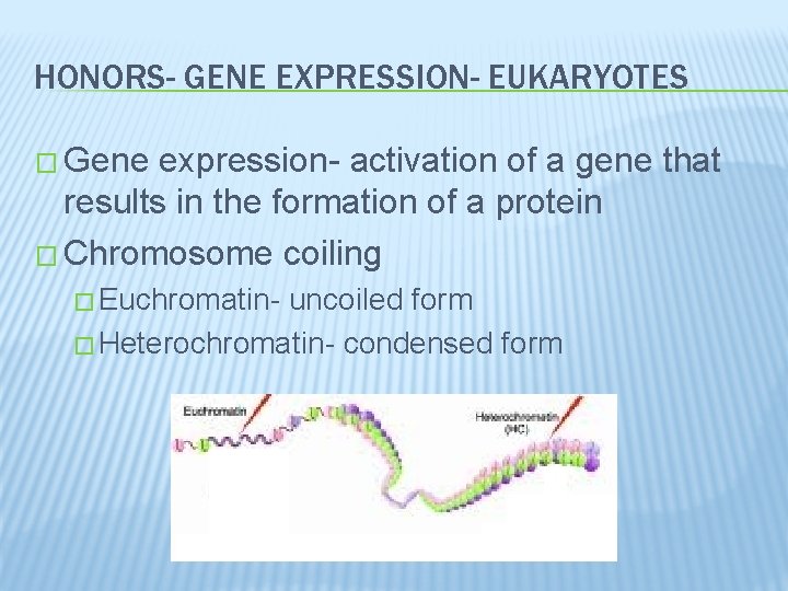 HONORS- GENE EXPRESSION- EUKARYOTES � Gene expression- activation of a gene that results in