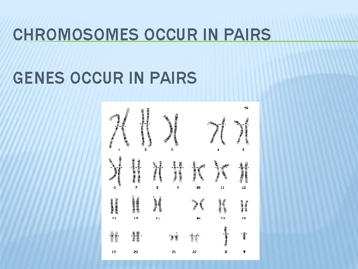 CHROMOSOMES OCCUR IN PAIRS GENES OCCUR IN PAIRS 