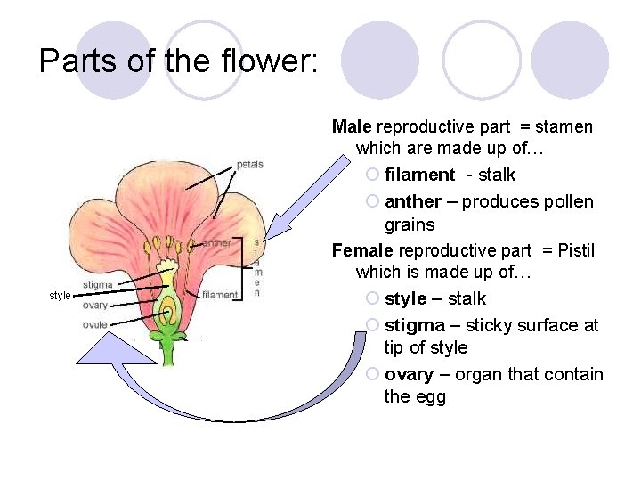 Parts of the flower: Male reproductive part = stamen which are made up of…