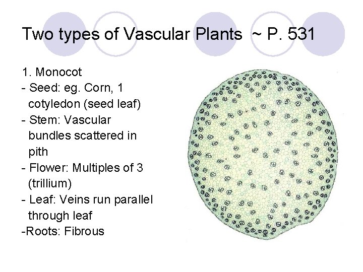 Two types of Vascular Plants ~ P. 531 1. Monocot - Seed: eg. Corn,