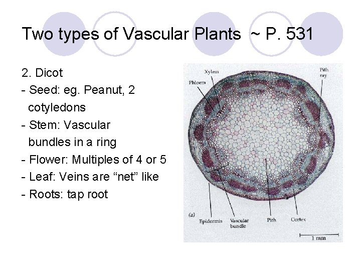 Two types of Vascular Plants ~ P. 531 2. Dicot - Seed: eg. Peanut,
