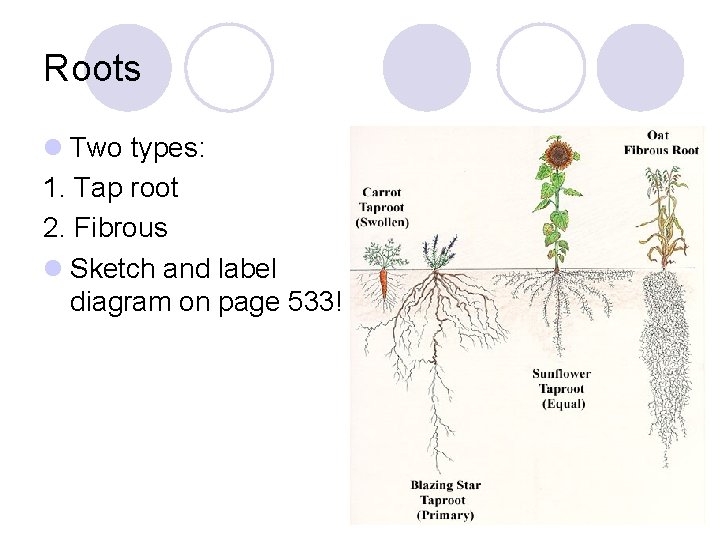 Roots l Two types: 1. Tap root 2. Fibrous l Sketch and label diagram