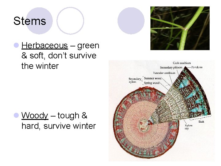 Stems l Herbaceous – green & soft, don’t survive the winter l Woody –