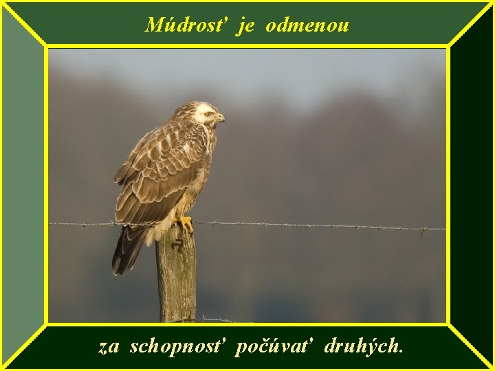 Múdrosť je odmenou za schopnosť počúvať druhých. 