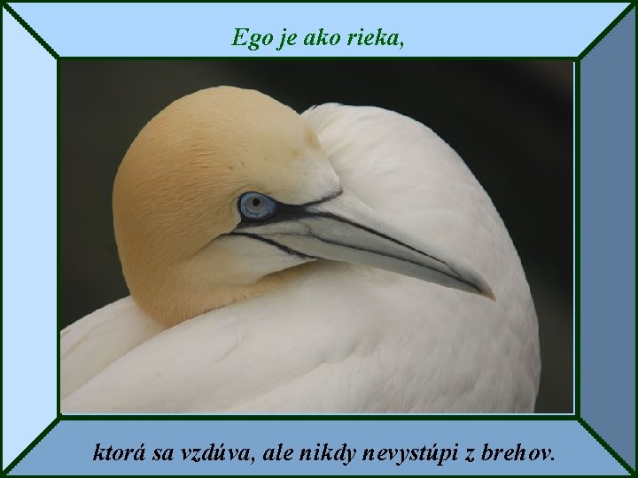 Ego je ako rieka, ktorá sa vzdúva, ale nikdy nevystúpi z brehov. 