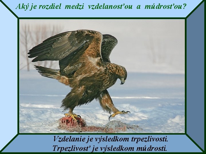 Aký je rozdiel medzi vzdelanosťou a múdrosťou? Vzdelanie je výsledkom trpezlivosti. Trpezlivosť je výsledkom