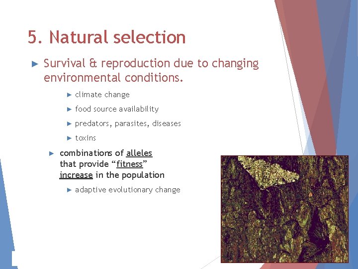 5. Natural selection ► Survival & reproduction due to changing environmental conditions. ► ► 5. Natural selection ► Survival & reproduction due to changing environmental conditions. ► ►
