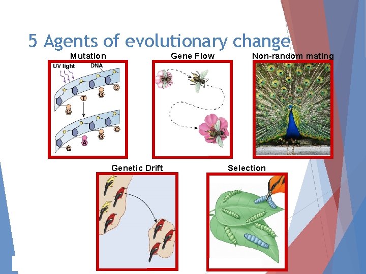 5 Agents of evolutionary change Mutation Gene Flow Genetic Drift AP Biology Non-random mating 5 Agents of evolutionary change Mutation Gene Flow Genetic Drift AP Biology Non-random mating