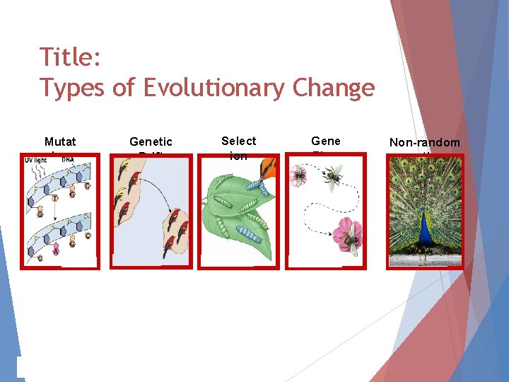 Title: Types of Evolutionary Change Mutat ion AP Biology Genetic Drift Select ion Gene Title: Types of Evolutionary Change Mutat ion AP Biology Genetic Drift Select ion Gene