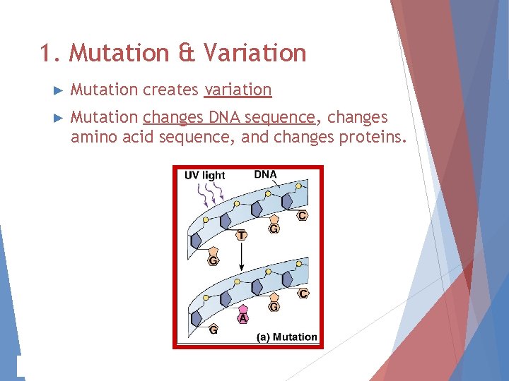 1. Mutation & Variation ► Mutation creates variation ► Mutation changes DNA sequence, changes 1. Mutation & Variation ► Mutation creates variation ► Mutation changes DNA sequence, changes