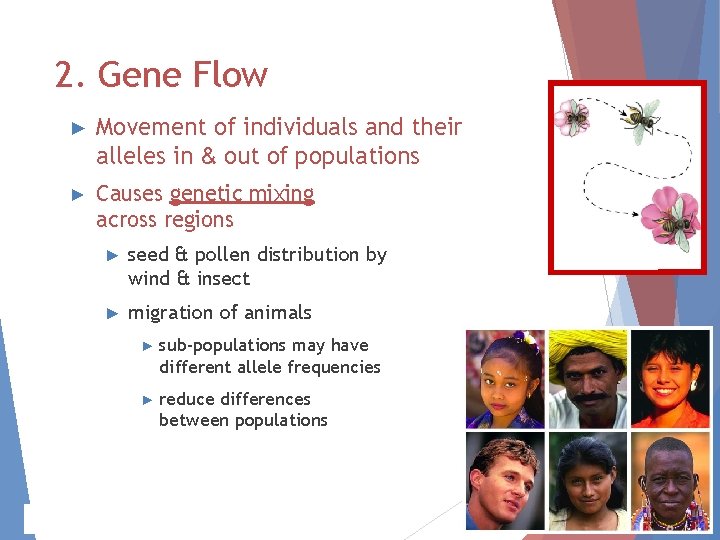 2. Gene Flow ► Movement of individuals and their alleles in & out of 2. Gene Flow ► Movement of individuals and their alleles in & out of