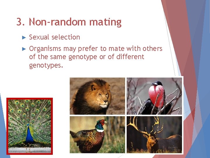 3. Non-random mating ► Sexual selection ► Organisms may prefer to mate with others 3. Non-random mating ► Sexual selection ► Organisms may prefer to mate with others