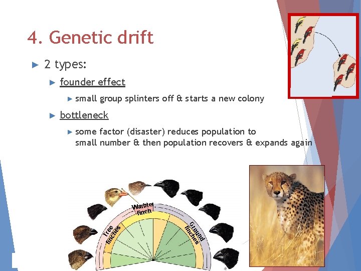 4. Genetic drift ► 2 types: ► founder effect ► small ► group splinters 4. Genetic drift ► 2 types: ► founder effect ► small ► group splinters