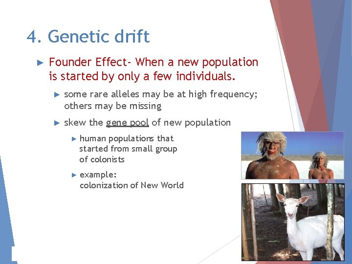 4. Genetic drift ► Founder Effect- When a new population is started by only 4. Genetic drift ► Founder Effect- When a new population is started by only