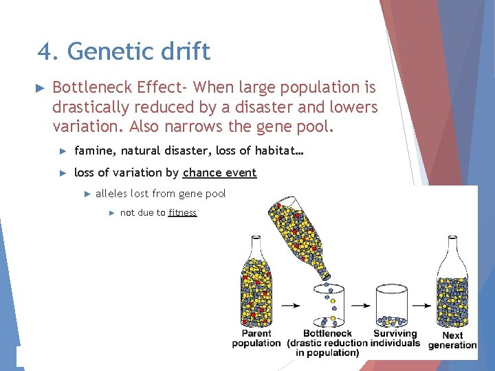 4. Genetic drift ► Bottleneck Effect- When large population is drastically reduced by a 4. Genetic drift ► Bottleneck Effect- When large population is drastically reduced by a
