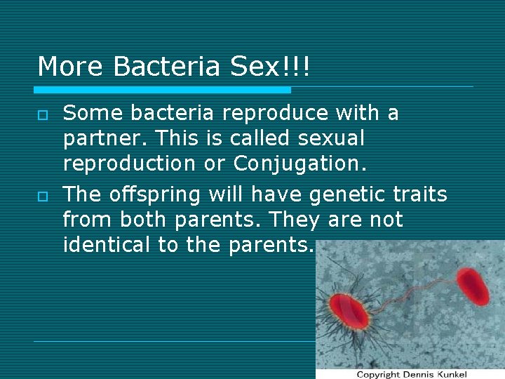 More Bacteria Sex!!! o o Some bacteria reproduce with a partner. This is called