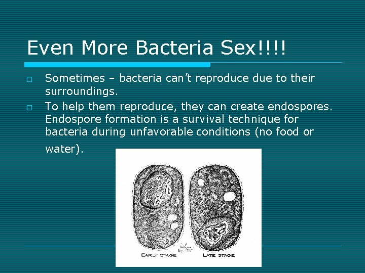 Even More Bacteria Sex!!!! o o Sometimes – bacteria can’t reproduce due to their