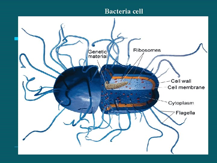 Bacteria cell 