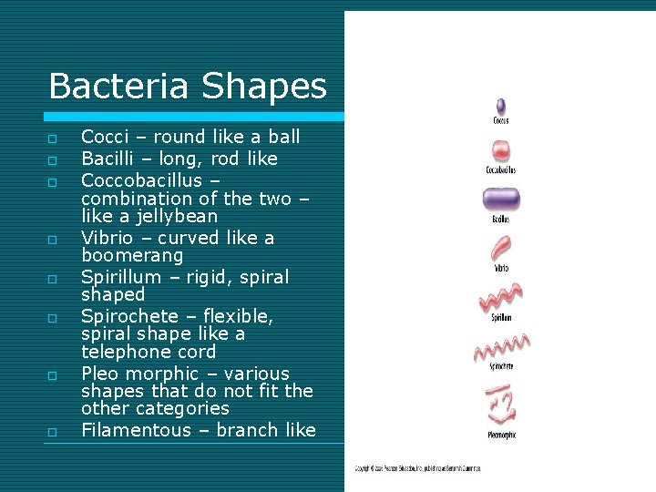 Bacteria Shapes o o o o Cocci – round like a ball Bacilli –