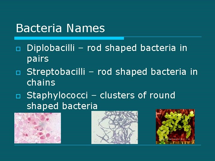 Bacteria Names o o o Diplobacilli – rod shaped bacteria in pairs Streptobacilli –