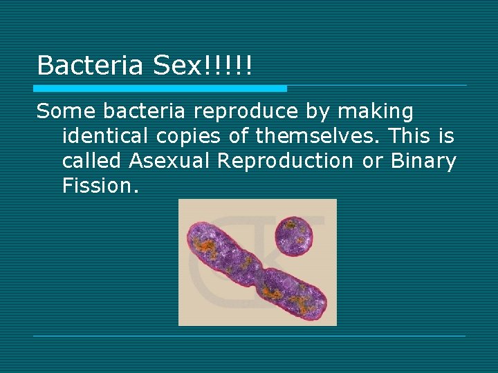 Bacteria Sex!!!!! Some bacteria reproduce by making identical copies of themselves. This is called