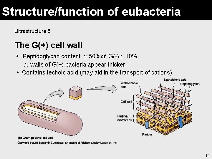 Structure/function of eubacteria Ultrastructure 5 The G(+) cell wall • Peptidoglycan content 50%cf. G(-)