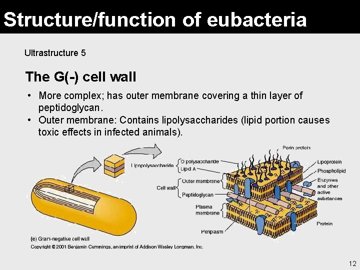 Structure/function of eubacteria Ultrastructure 5 The G(-) cell wall • More complex; has outer