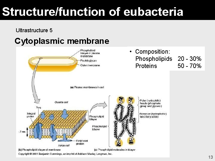 Structure/function of eubacteria Ultrastructure 5 Cytoplasmic membrane • Composition: Phospholipids 20 - 30% Proteins