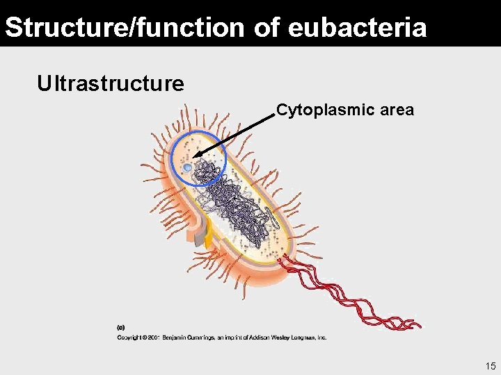 Structure/function of eubacteria Ultrastructure Cytoplasmic area 15 