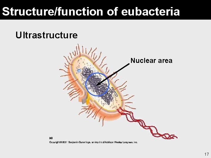 Structure/function of eubacteria Ultrastructure Nuclear area 17 