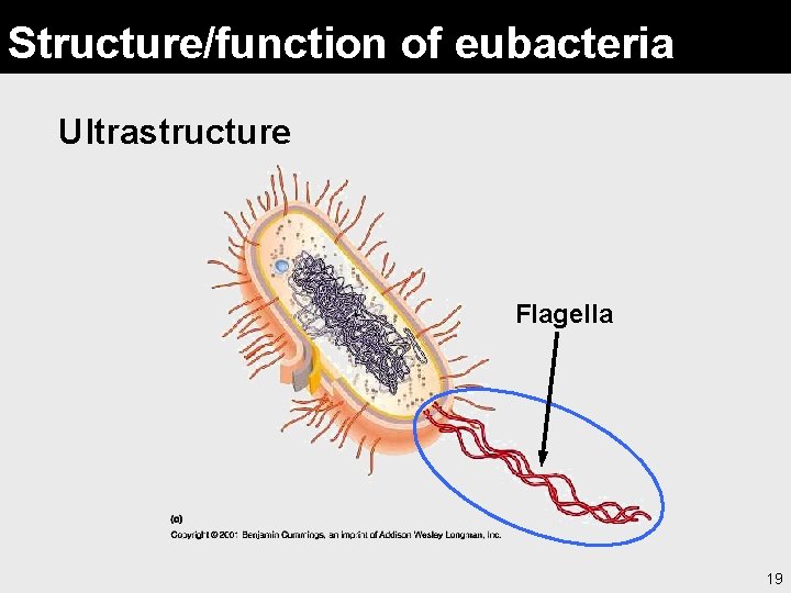 Structure/function of eubacteria Ultrastructure Flagella 19 