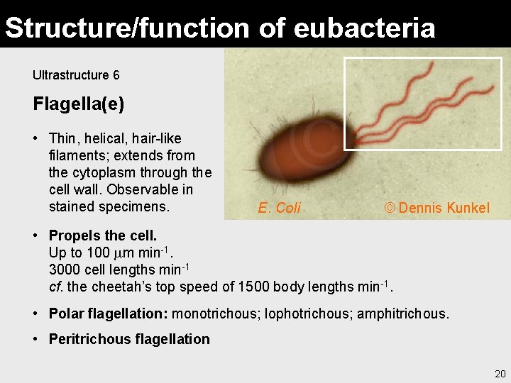 Structure/function of eubacteria Ultrastructure 6 Flagella(e) • Thin, helical, hair-like filaments; extends from the