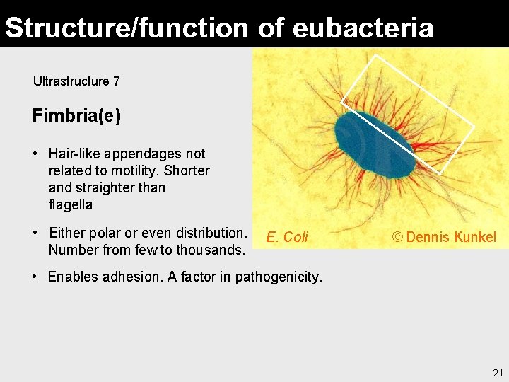 Structure/function of eubacteria Ultrastructure 7 Fimbria(e) • Hair-like appendages not related to motility. Shorter