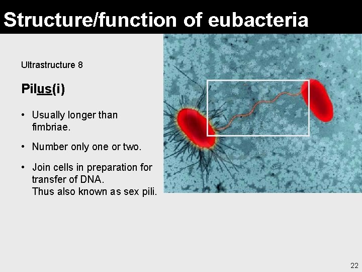 Structure/function of eubacteria Ultrastructure 8 Pilus(i) • Usually longer than fimbriae. • Number only