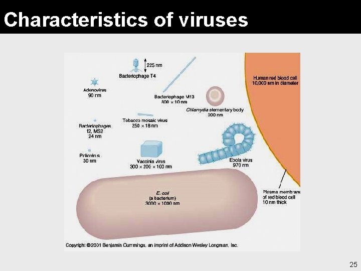Characteristics of viruses 25 