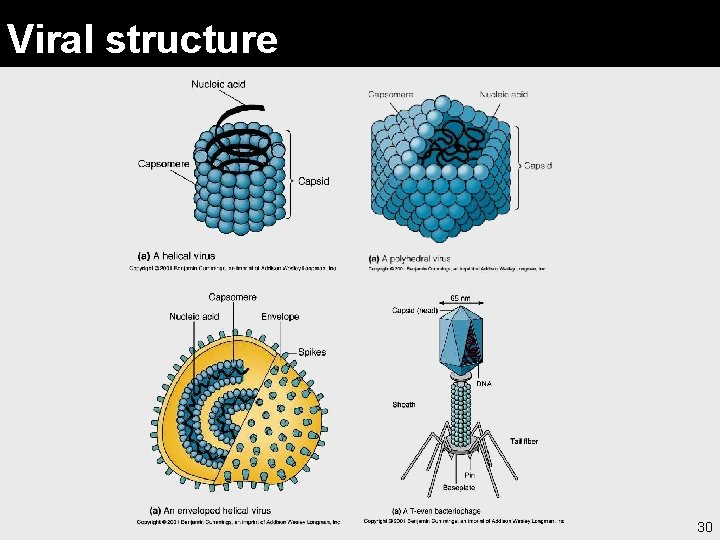 Viral structure 30 