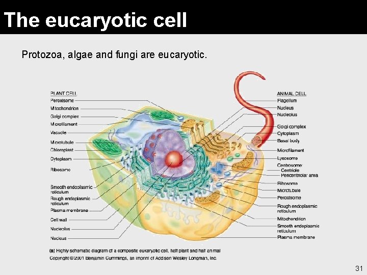 The eucaryotic cell Protozoa, algae and fungi are eucaryotic. 31 