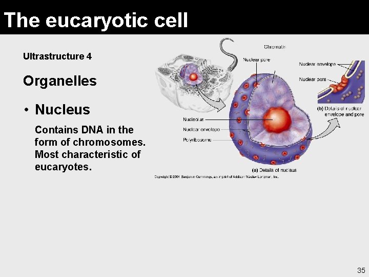The eucaryotic cell Ultrastructure 4 Organelles • Nucleus Contains DNA in the form of