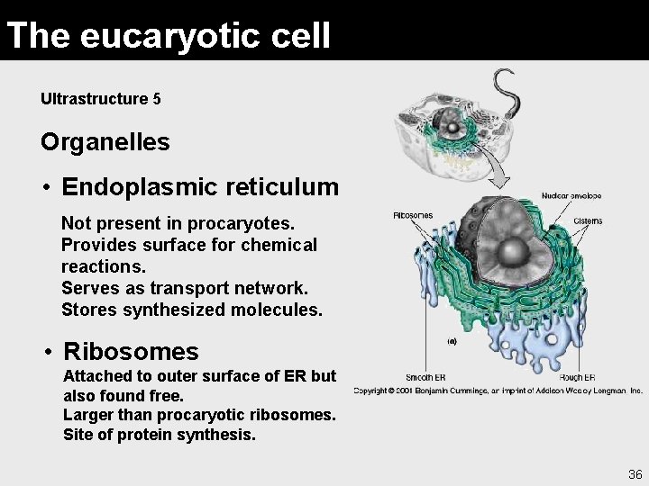 The eucaryotic cell Ultrastructure 5 Organelles • Endoplasmic reticulum Not present in procaryotes. Provides