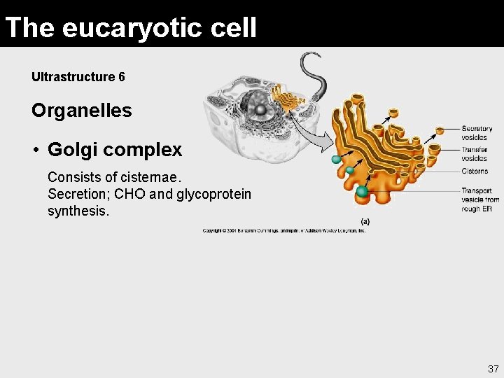 The eucaryotic cell Ultrastructure 6 Organelles • Golgi complex Consists of cisternae. Secretion; CHO
